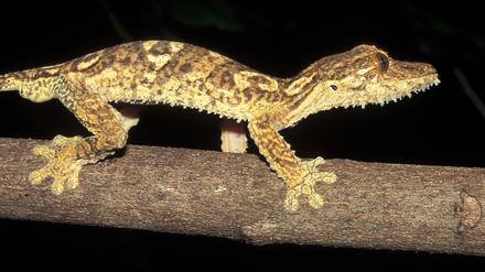 Uroplatus garamaso bewohnt Trockenwälder im Norden Madagaskars.