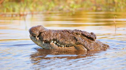 Krokodile sind gute Zuhörer. Sie nehmen den Stress im Geschrei von Babys besser wahr als Menschen.