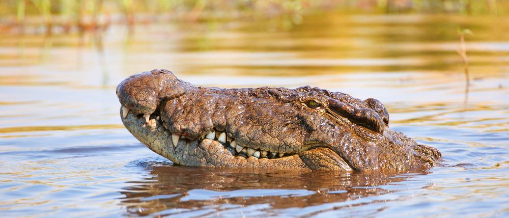 Krokodile sind gute Zuhörer. Sie nehmen den Stress im Geschrei von Babys besser wahr als Menschen.