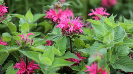 Goldmelisse, auch Indianernessel oder Scharlach-Monarde