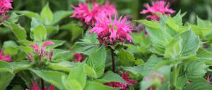 Goldmelisse, auch Indianernessel oder Scharlach-Monarde