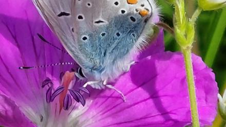 Der Hauhechel-Bläuling (Polyommatus icarus), auch Gemeiner Bläuling, lässt sich am besten auf ungedüngten, blütenreichen Wiesen beobachten.