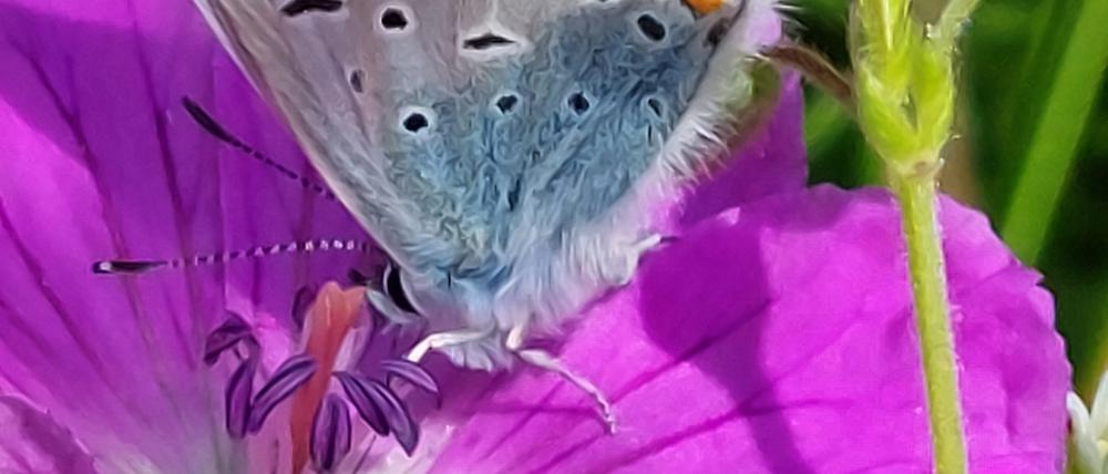 Der Hauhechel-Bläuling (Polyommatus icarus), auch Gemeiner Bläuling, lässt sich am besten auf ungedüngten, blütenreichen Wiesen beobachten.