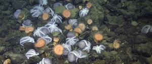 An warmen Quellen in 3200 Metern Tiefe treffen sich tausende von Oktopussen, um Nachwuchs zu bekommen.