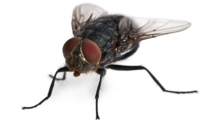 Housefly, Musca domestica, in front of white background Copyright: xEricxIsselÃ©ex/xDesignxPicsx , 30989615 PUBLICATIONxINxGERxSUIxAUTxONLY Copyright: EricxIsselÃ©ex/xDesignxPics 30989615