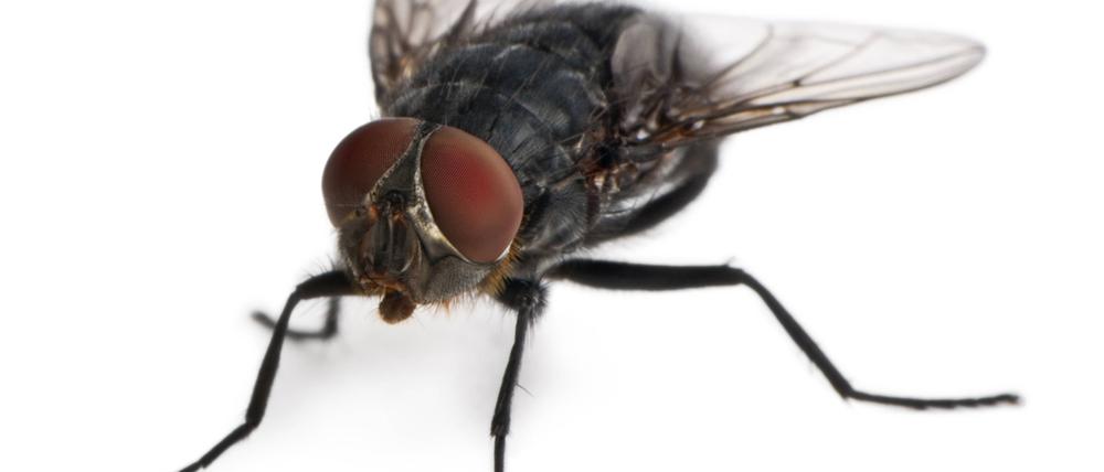 Housefly, Musca domestica, in front of white background Copyright: xEricxIsseléex/xDesignxPicsx , 30989615 PUBLICATIONxINxGERxSUIxAUTxONLY Copyright: EricxIsseléex/xDesignxPics 30989615