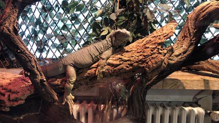 Ein Leguan auf der Reptilien-Station des Emmy-Noether-Gymnasiums in Berlin-Köpenick