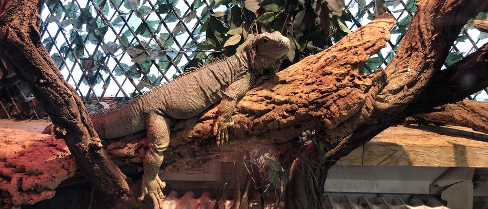 Ein Leguan auf der Reptilien-Station des Emmy-Noether-Gymnasiums in Berlin-Köpenick