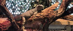 Ein Leguan auf der Reptilien-Station des Emmy-Noether-Gymnasiums in Berlin-Köpenick