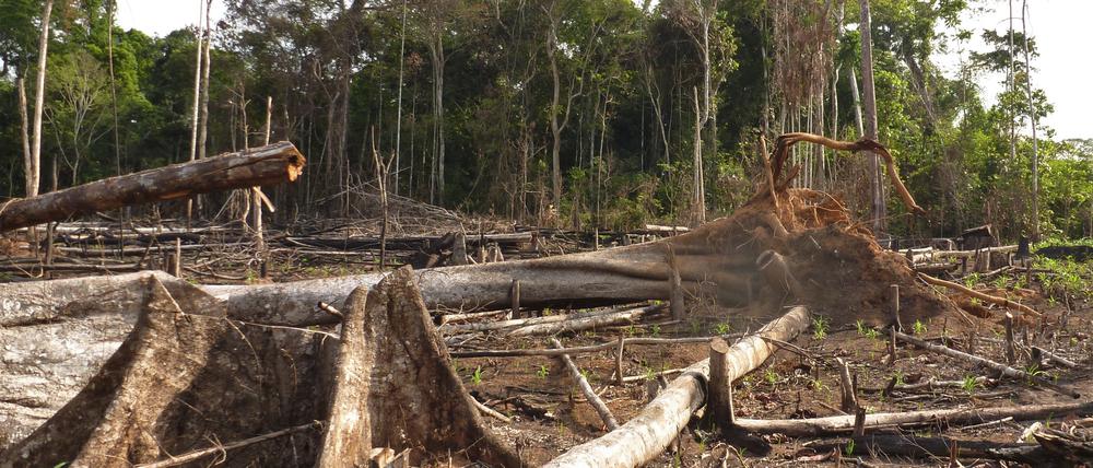 Jüngste Untersuchungen zeigen, dass REDD+-Projekte, darunter auch einige in Peru, die Entwaldung nicht wirksam verlangsamt haben und daher ihr Versprechen, die Kohlenstoffemissionen auszugleichen, nicht erfüllt haben (Bild zeigt die Abholzung und Rodung des Tieflandregenwaldes in Madre de Dios, Peru).