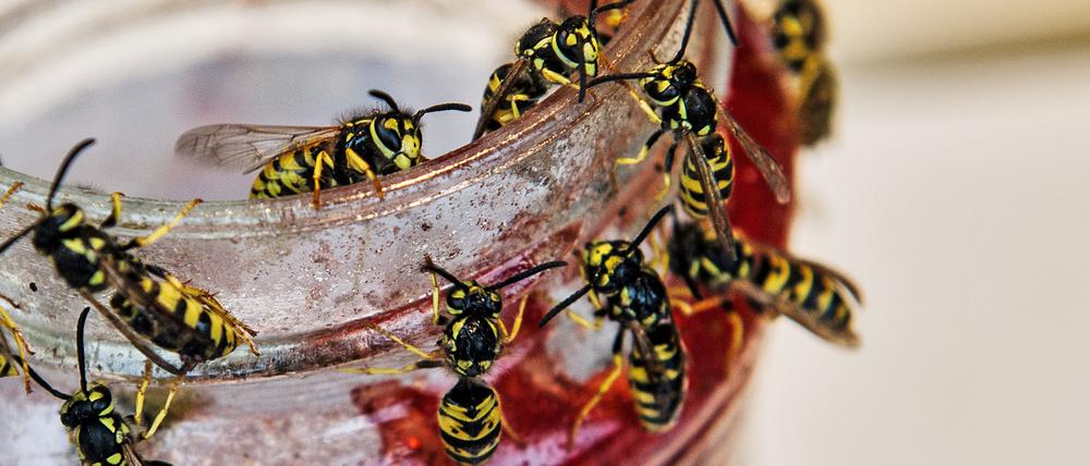 Mitte August bis Anfang September suchen Wespen zuckerhaltige Nahrung.