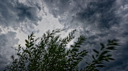 Der Wind peitscht durch die Weide in Siegsdorf in Bayern (Archivbild).