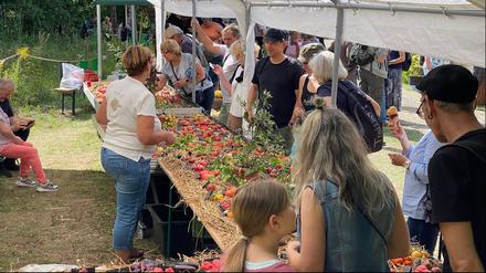 Tomatenfestival Cue ID 10342609.
Bildautorin ist der Forstbotanische Garten Eberswalde