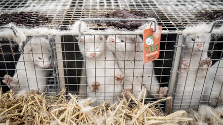 Nerze auf einer Pelztierfarm in Dänemark. Nach Infektionen während der Pandemie wurden hier viele Millionen Tiere vorzeitig getötet.
