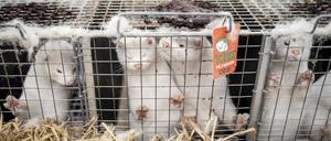 Nerze auf einer Pelztierfarm in Dänemark. Nach Infektionen während der Pandemie wurden hier viele Millionen Tiere vorzeitig getötet.