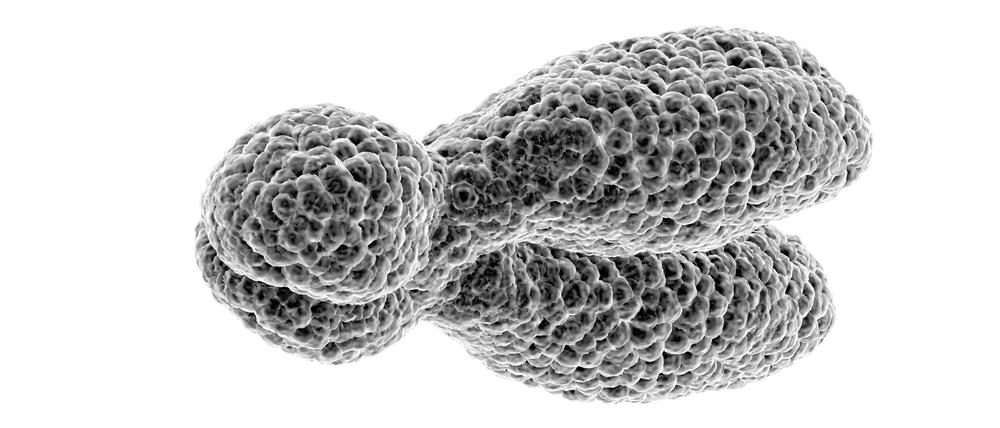 Klein aber oho: Das kürzeste Chromosom, das geschlechtsbestimmende Y, hat sich am längsten gegen seine Entzifferung gewehrt.