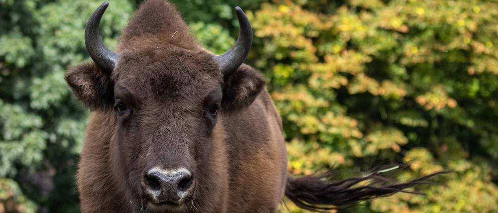Der Verband der Zoologischen Gärten (VdZ) feiert die Rettung des Europäischen Wisents. Vor 100 Jahren gab es keine freilebenden Tiere mehr in Europa. Dank der Arbeit von Zoos und vielen Partnern leben heute wieder über 8.225 Tiere in Europa. / Weiterer Text über ots und www.presseportal.de/nr/129318 / Die Verwendung dieses Bildes für redaktionelle Zwecke ist unter Beachtung aller mitgeteilten Nutzungsbedingungen zulässig und dann auch honorarfrei. Veröffentlichung ausschließlich mit Bildrechte-Hinweis. Foto: Zoo Berlin/obs