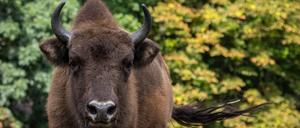 Der Verband der Zoologischen Gärten (VdZ) feiert die Rettung des Europäischen Wisents. Vor 100 Jahren gab es keine freilebenden Tiere mehr in Europa. Dank der Arbeit von Zoos und vielen Partnern leben heute wieder über 8.225 Tiere in Europa. / Weiterer Text über ots und www.presseportal.de/nr/129318 / Die Verwendung dieses Bildes für redaktionelle Zwecke ist unter Beachtung aller mitgeteilten Nutzungsbedingungen zulässig und dann auch honorarfrei. Veröffentlichung ausschließlich mit Bildrechte-Hinweis. Foto: Zoo Berlin/obs