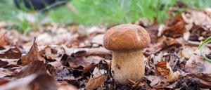 Viele Wildpilze sind weiter radioaktiv belastet, vor allem in Bayern.