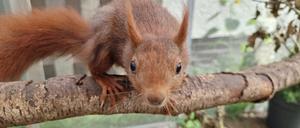 28.08.2023, Niedersachsen, Burgdorf: Ein Eichhörnchen im Garten von Mona Gahrib. Die 43-Jährige Umweltreferentin aus Burgdorf bei Hannover ist Eichhörnchen-Retterin. Dafür hat sie eine Erlaubnis des Veterinäramtes und bildet sich ständig weiter. Foto: Fernando Martinez/TNN/dpa +++ dpa-Bildfunk +++