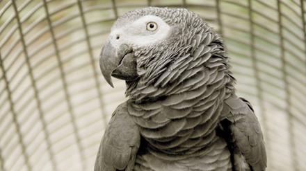 Bildnummer: 51450526  Datum: 23.09.2006  Copyright: imago/Scherf
Graupapagei ( Psitaccus erithhacus ) im Zoologischen Garten in Berlin, Tiere; 2006, Berlin, Papagei, Papageien, Zoo, Zoos, Vögel; , hoch, Kbdig, Einzelbild, Deutschland,  ,  , Europa
