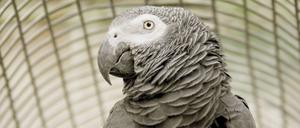 Bildnummer: 51450526 Datum: 23.09.2006 Copyright: imago/Scherf
Graupapagei ( Psitaccus erithhacus ) im Zoologischen Garten in Berlin, Tiere; 2006, Berlin, Papagei, Papageien, Zoo, Zoos, Vögel; , hoch, Kbdig, Einzelbild, Deutschland, , , Europa