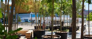 „Baumschule Kulturforum“ nennt sich das Projekt, bei dem die Stiftung St. Matthäus unter der künstlerischen Leitung von Klaus Biesenbach und atelier le balto zusammenarbeiten.