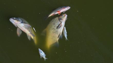 Tote Fische treiben am 12.08.2022 im Wasser des deutsch-polnischen Grenzflusses (Archivbild).