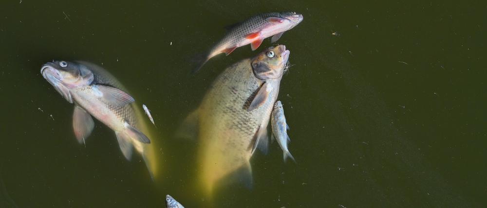 Tote Fische treiben am 12.08.2022 im Wasser des deutsch-polnischen Grenzflusses (Archivbild).