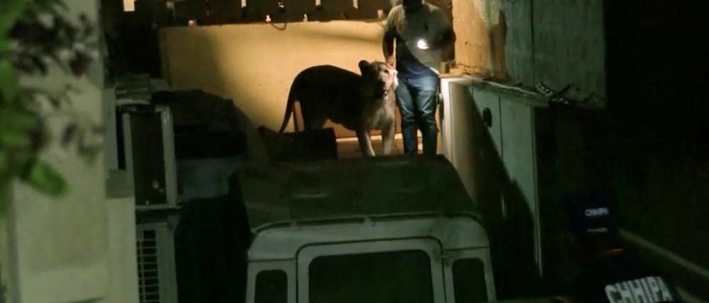 Der entlaufene Löwe in Karachi, Pakistan, am 29. August.