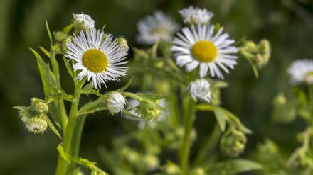 Das Einjährige Berufkraut war ursprünglich in Nord-Amerika beheimatet und wurde als Gartenpflanze nach Europa eingeführt.