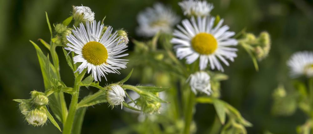 Das Einjährige Berufkraut war ursprünglich in Nord-Amerika beheimatet und wurde als Gartenpflanze nach Europa eingeführt.