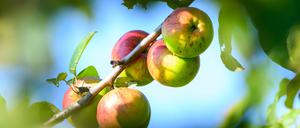 Äpfel hängen auf einer Streuobstwiese am Baum.