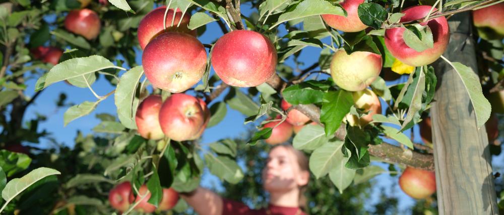 Ein Apfel am Tag hält auch den Doktor fit. 