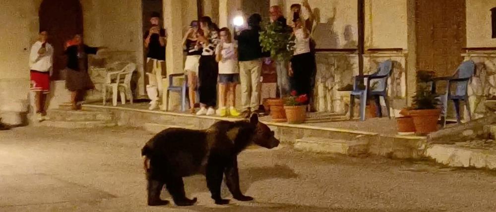 Das Tier namens Amarena (Schwarzkirsche) wurde in der Nähe der mittelitalienischen Gemeinde San Benedetto dei Marsi getötet.