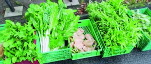 Elisabeet-Garten im Wedding.