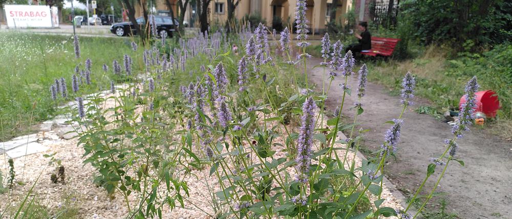 Aktuell dominiert die blaue Blüte der Blaunessel das Versuchsbeet auf dem Johanneskirchplatz.