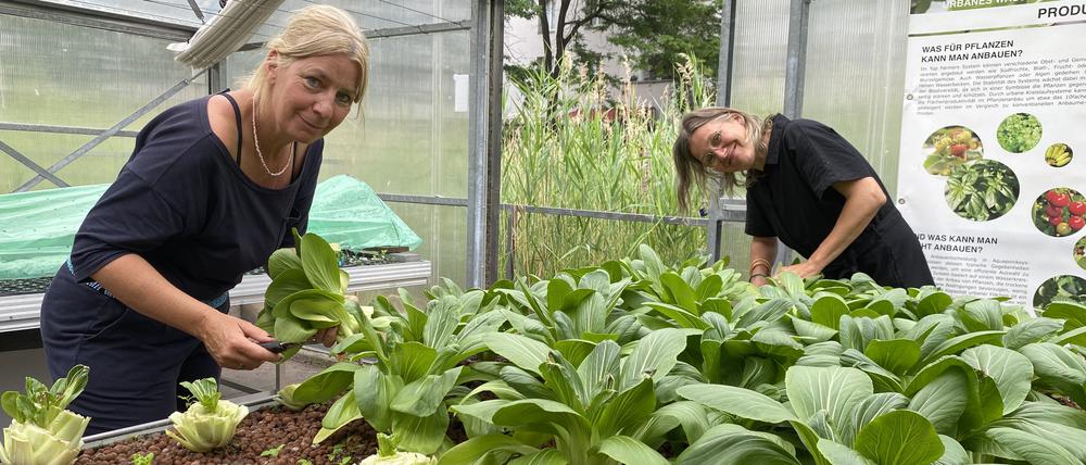 Grit Bürgow und Anja Steglich im Gewächshaus der Roof Water Farm in Kreuzberg bei der Pak-Choi-Ernte.