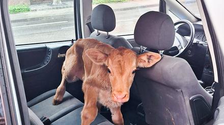 Tierische Fundsache