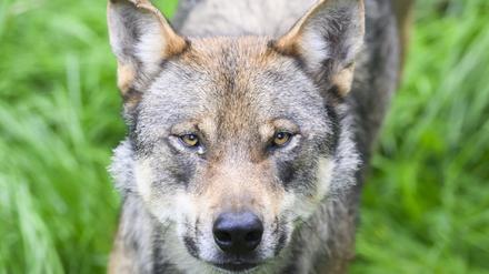 ARCHIV - 29.08.2023, Niedersachsen, Springe: Ein Wolf steht im Gehege im Wisentgehege Springe.  Bundesumweltministerin Steffi Lemke will laut einem Zeitungsbericht den Abschuss von wild lebenden Wölfen erleichtern und so Weidetiere wie Schafe besser schützen. (Illustration zu dpa "Lemke: Abschüsse von Wölfen nach Rissen müssen schneller möglich sein") Foto: Julian Stratenschulte/dpa +++ dpa-Bildfunk +++