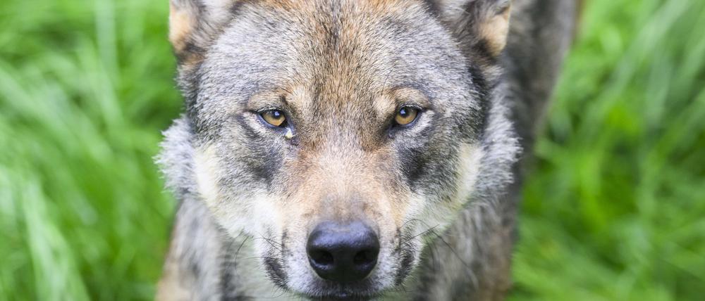 ARCHIV - 29.08.2023, Niedersachsen, Springe: Ein Wolf steht im Gehege im Wisentgehege Springe. Bundesumweltministerin Steffi Lemke will laut einem Zeitungsbericht den Abschuss von wild lebenden Wölfen erleichtern und so Weidetiere wie Schafe besser schützen. (Illustration zu dpa "Lemke: Abschüsse von Wölfen nach Rissen müssen schneller möglich sein") Foto: Julian Stratenschulte/dpa +++ dpa-Bildfunk +++