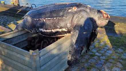Eine verendete Lederschildkröte liegt auf einer Kiste im Hafen von Büsum.