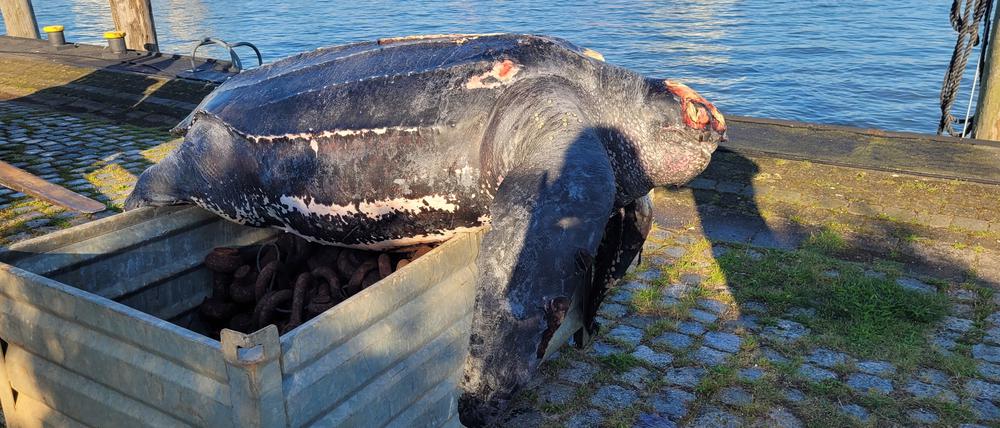 Eine verendete Lederschildkröte liegt auf einer Kiste im Hafen von Büsum. 
