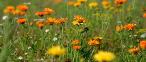  Ringelblumen in einem sogenannten Blühstreifen an einem Acker in Nordsachsen. 