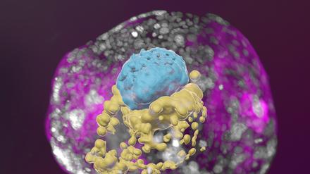 Ein im Labor gereifter menschlicher Embryo, der alle Eigenschaften eines 14 Tage alten natürlich gewachsenen Embryos hat. 