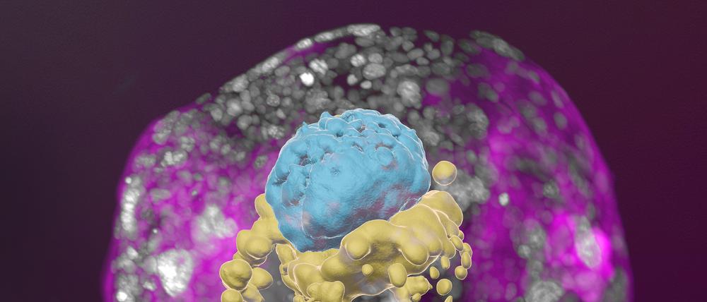 Ein im Labor gereifter menschlicher Embryo, der alle Eigenschaften eines 14 Tage alten natürlich gewachsenen Embryos hat.