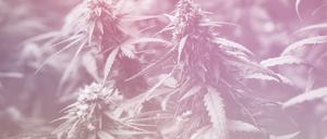 Der Eigenanbau von Cannabis soll in Deutschland künftig legal sein.