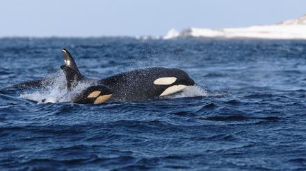 Ein Orca in Norwegen (Symbolfoto).