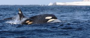 Ein Orca in Norwegen (Symbolfoto).