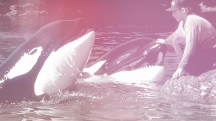 Tierischer Star: Schwertwal Keiko (Mitte) war der Hauptdarsteller in drei Filmen der Reihe „Free Willy“, hier eine Szene aus dem zweiten Teil.
